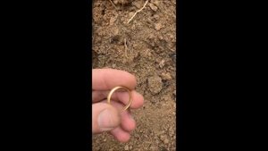 Находки поисковиков. Кольца и многое другое.