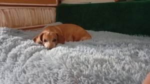 1000007461.mp4 такса Леди