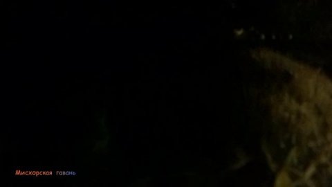 Крым ночной дайвинг Санаторное Меллас крабы, горбыль, ёршики, кефаль, ставрида, анчоус 🍎 #searuss