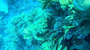 Дайвинг в Шарм эль Шейхе