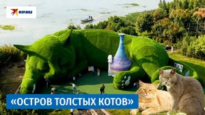 В Китае появился рай бездомных котов