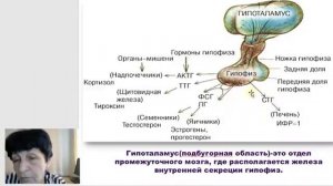 30 Гаева С.Ж. Лекция 6 Часть 1 Железы внутренней секреции гипофиз, эпифиз