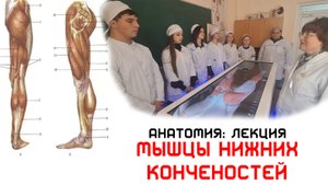 Анатомия мышц нижних конечностей - ЛЕКЦИЯ
