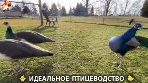 Идеальное птицеводство достойно восхищения 🐓🦆🦢🦚🦃🐔 эпизод (375)