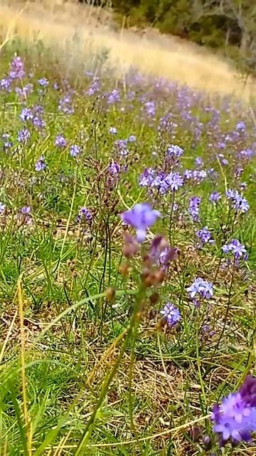 В горах на поляне множество цветов. Октябрь. Новый Свет.