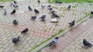 Голуби-сизари купаются в центре города