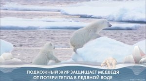 Видео про полярного медведя