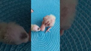 Как я выращиваю птенцов Кореллы 1 часть