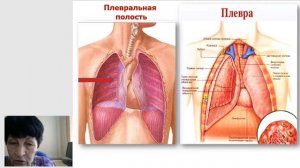 8 Гаева С.Ж. Лекция 36 Анатомия органов дыхания лёгкие плевра