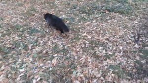 Котик на улице.