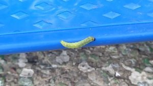 Яркая гусеница, на ярком скейтборде