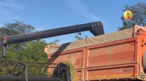 В Дагестане стартовала уборка риса