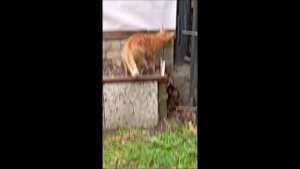 Кот. Фокс