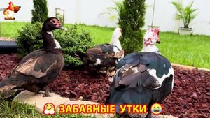 Забавные утки мускусные и пекинские на свободном выгуле со своими друзьями ч.(259) ❣️🤗😂