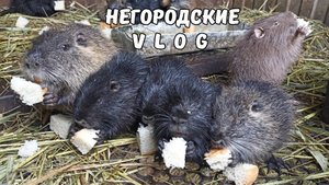 Утро с нутрятами. Как переночевали? 17.10.25.
