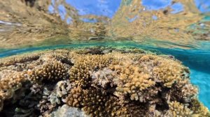 ТИРАН СНОРК