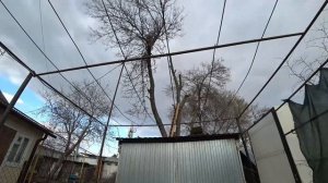 Спил дерева над сараем и газовой трубой