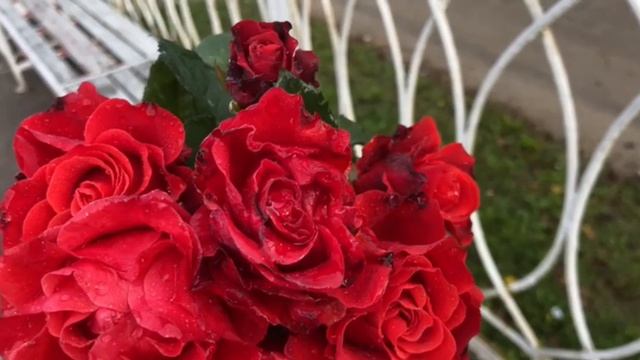 Мои розы с дачи.