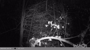 ночная жизнь