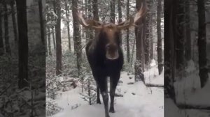 Умчи меня олень...