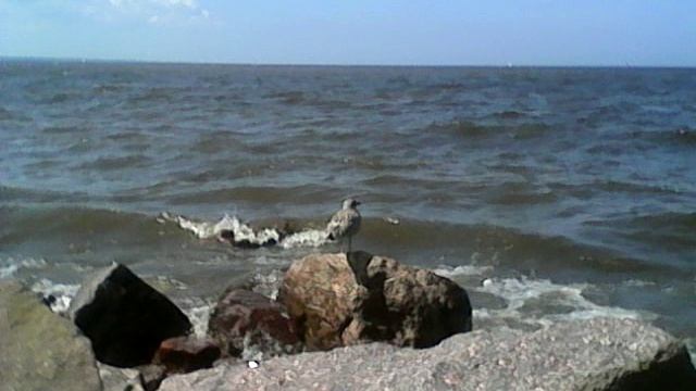 Кто-нибудь знает, что это за птица? смотреть онлайн