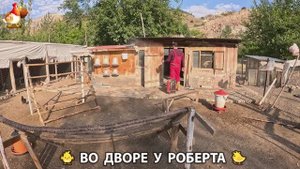 Содержание кур в домашних условиях и других птиц во дворе у Роберта 🐣🐤🦆🐔🪿🦃 (308)