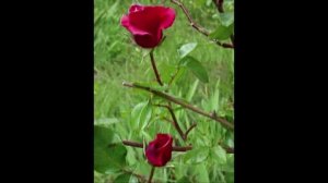 Сад моей души