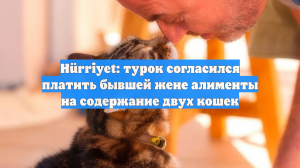 Hürriyet: турок согласился платить бывшей жене алименты на содержание двух кошек