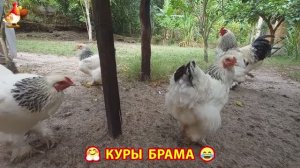 Куры Брама с лохматыми лапами прекрасные несушки (66)