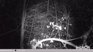 ночная жизнь