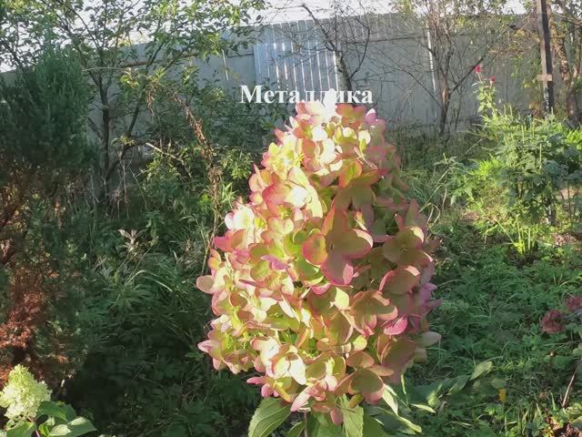 Метельчатые гортензии Пастель Грин, Металлика, Колорфур Коктейль.