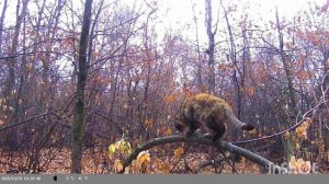 дневная жизнь