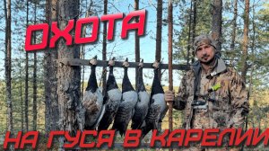 ОХОТА НА ГУСЯ В КАРЕЛИИ!