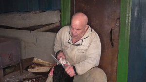 Делаем сыромятину Урок1 СРЕЗАЕМ ШЕРСТЬ и ПРИРЕЗИ МЯСА РаботЭВЕНКИЙСКИМ НОЖОМ