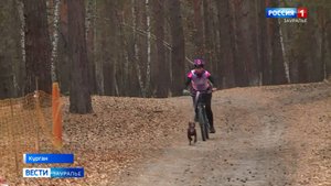 Чемпионат области по бесснежным дисциплинам ездового спорта и спринт-гонка «Октобер-Гав»