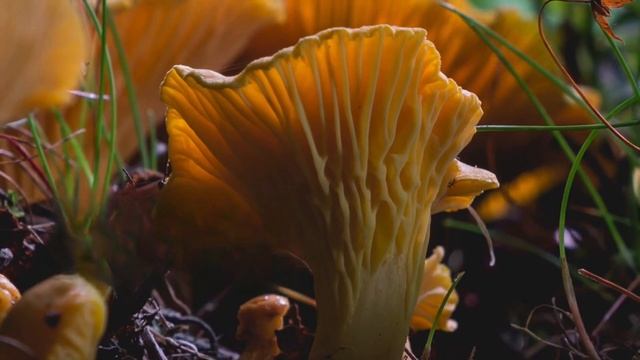 Как растут грибы. Лисичка обыкновенная смотреть онлайн