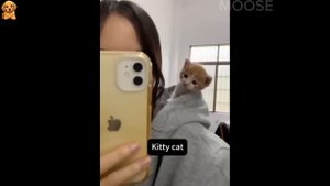 Смешные животные,приколы с котами😃