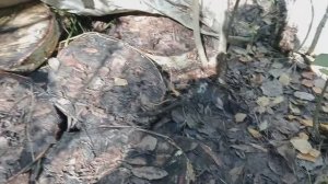 Шпальтирование спилов в лесу.Прошел год...