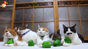 Нарядные Котики расслабляются на солнышке 🌞 🐈🐈🐈 (346)