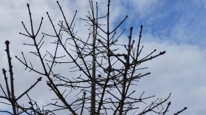 2. Галлы хермесов на ели аянской верт.