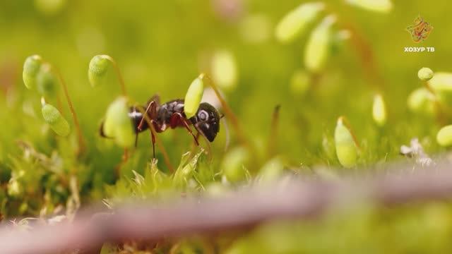 Бөҗәкләр дөньясының төрлелеге | Гаҗәеп дөнья серләре