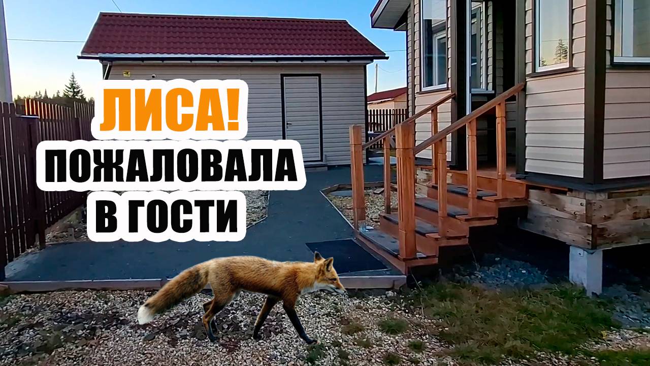 Лиса пожаловала в гости! 😼 А я рисую ✍ вам портрет 🖼️