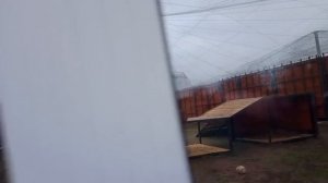PFWC3882 Шархан вернулся в вольер с подиумом 21.10.2025 Видео от Ивана