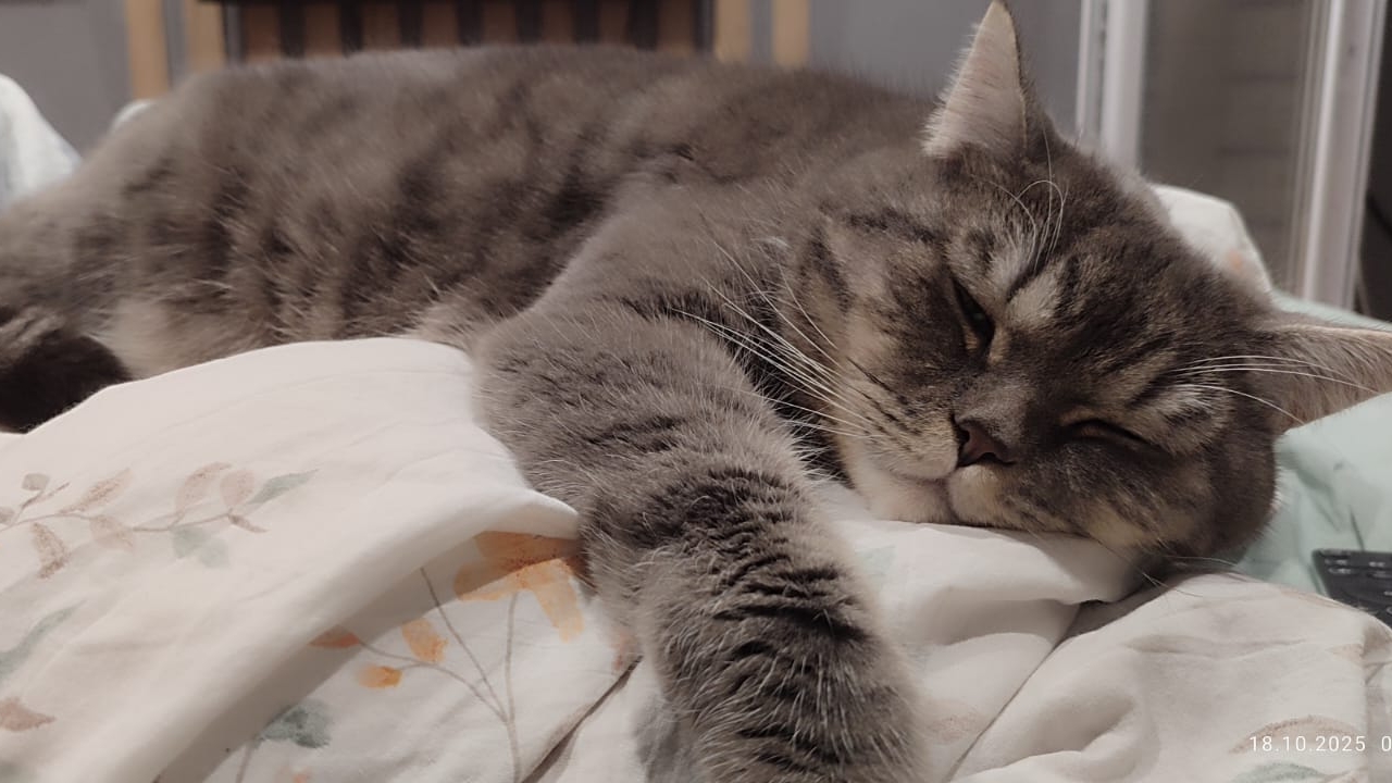 я уничтожил 574 зомби и 1 деревню 😁😁😁 смотреть онлайн