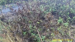 КАК Я ВЫСАДИЛ КЛУБНИКУ УСАМИ НА ЧЁРНУЮ ПЛЁНКУ
