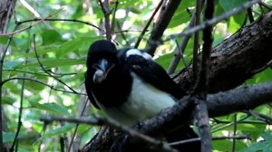 Сорока и камень, часть 2