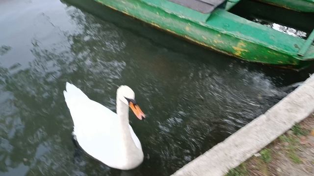 НОВЫЙ АФОН БЕЛЫЙ ЛЕБЕДЬ В ПАРКЕ смотреть онлайн