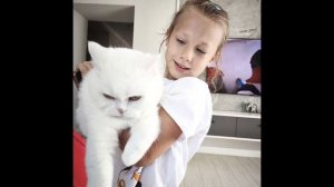 самый красивый кот зевс