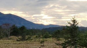 Краснокнижные японские журавли