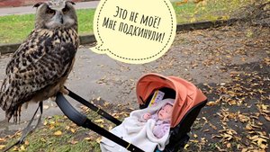 Сова филин Ёль блюдёт традиции, работает второй день на Рептилиуме и едет домой. Общая соватмосфера